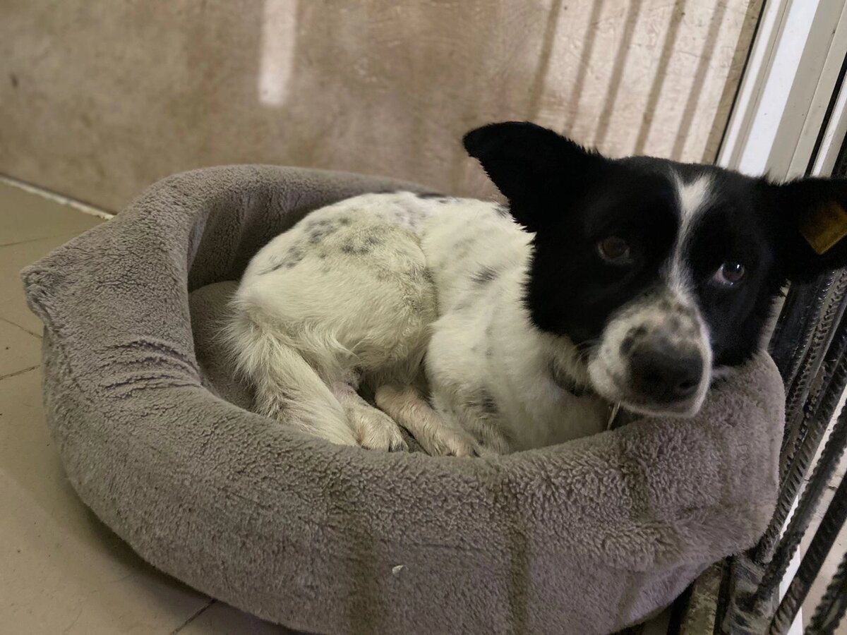 Приют для собак