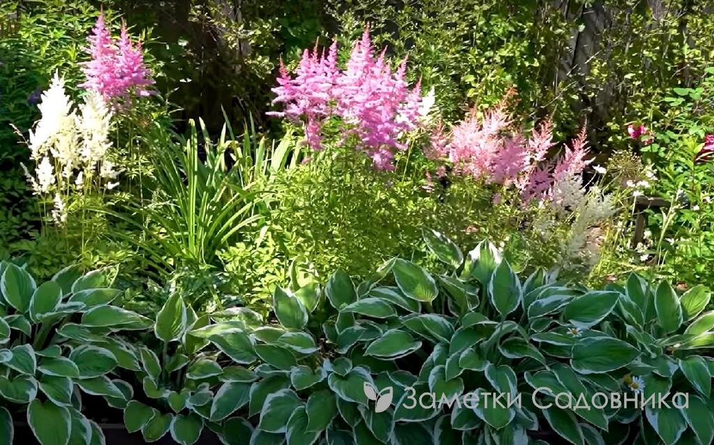 Неприхотливые многолетники