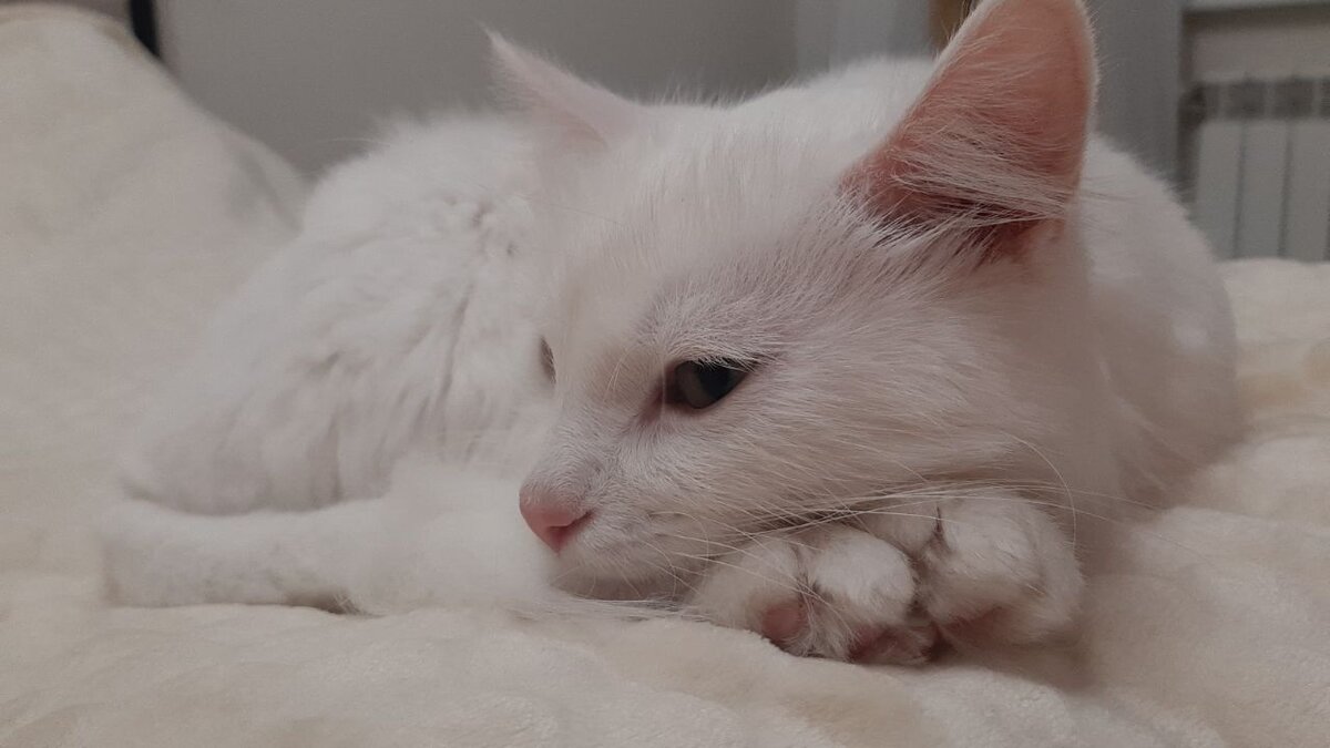 Белоснежный Снуф с грустными глазами стал любимым домашним львёнком ...