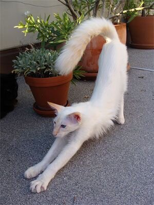 Асана котойоги: кошка лицом вниз