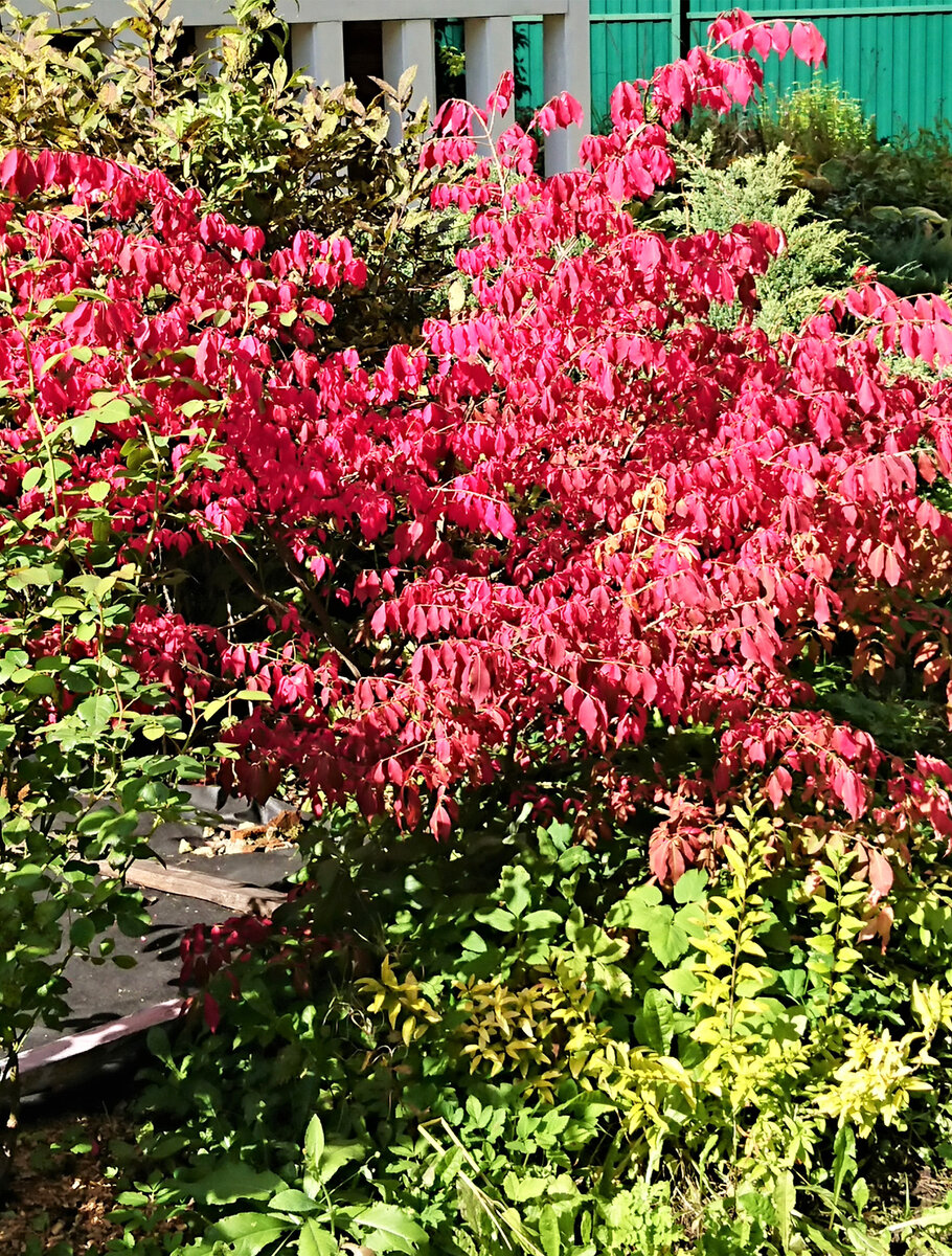 Бересклет Европейский, листайте дальше >>