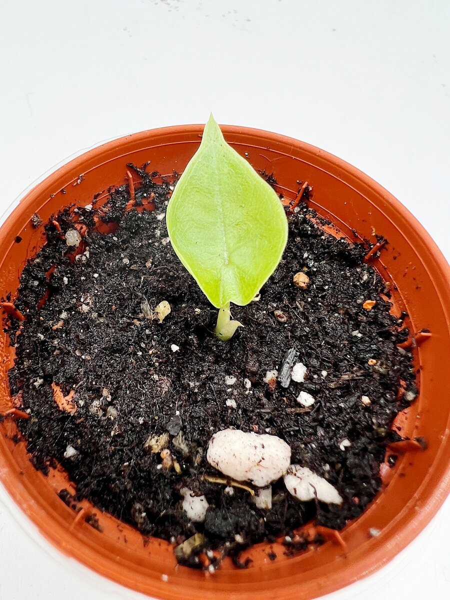 Алоказия Мело