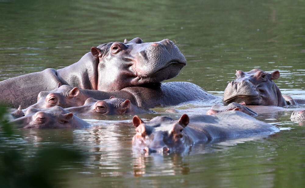 Гиппопотамы питаются на суше, а опорожняются в воде Фото: © Fernando Vergara/AP/TASS