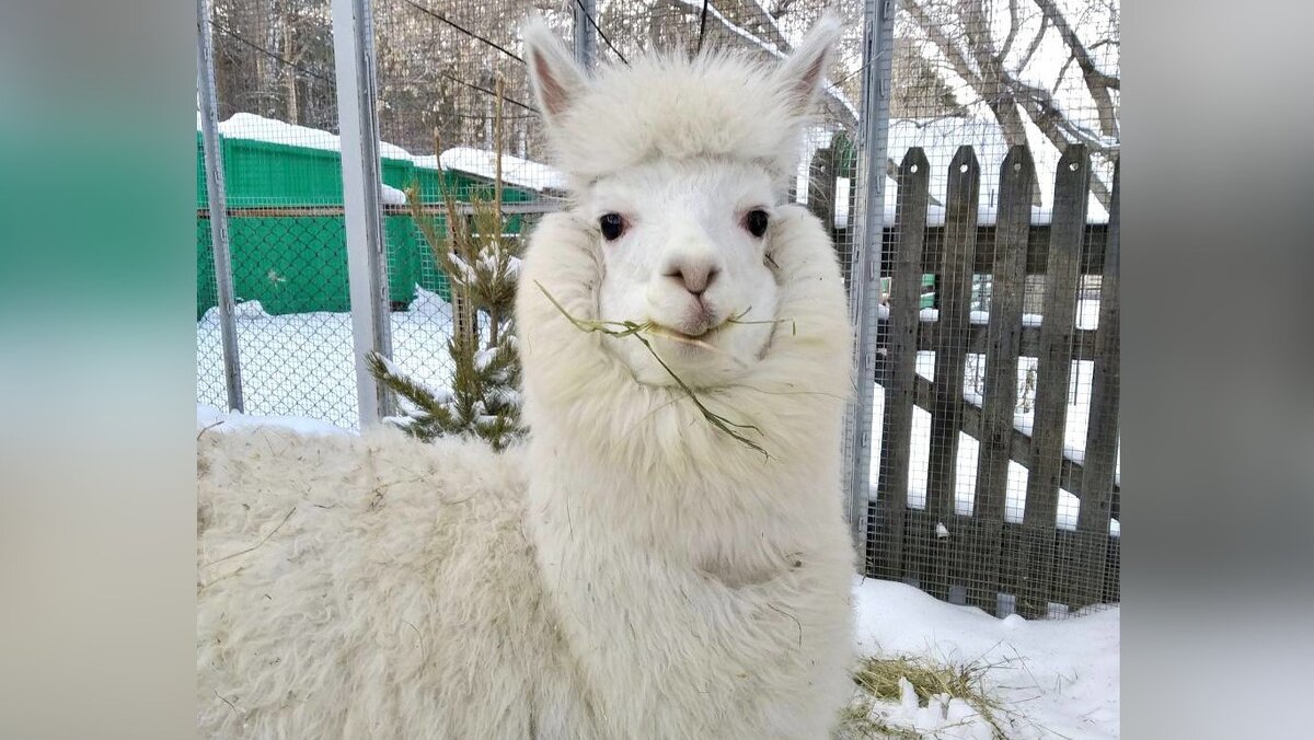 У лам густой тёплый мех с пушистым подшерстком. На исторической родине, в Перу, животные издавна одомашнены и служат человеку в качестве вьючного транспорта. В том числе, в высокогорных районах, не боясь снега, мороза и перепада температуры. Фото: chelzoo 