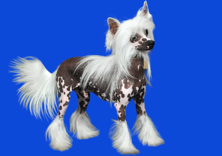 Китайская хохлатая собака