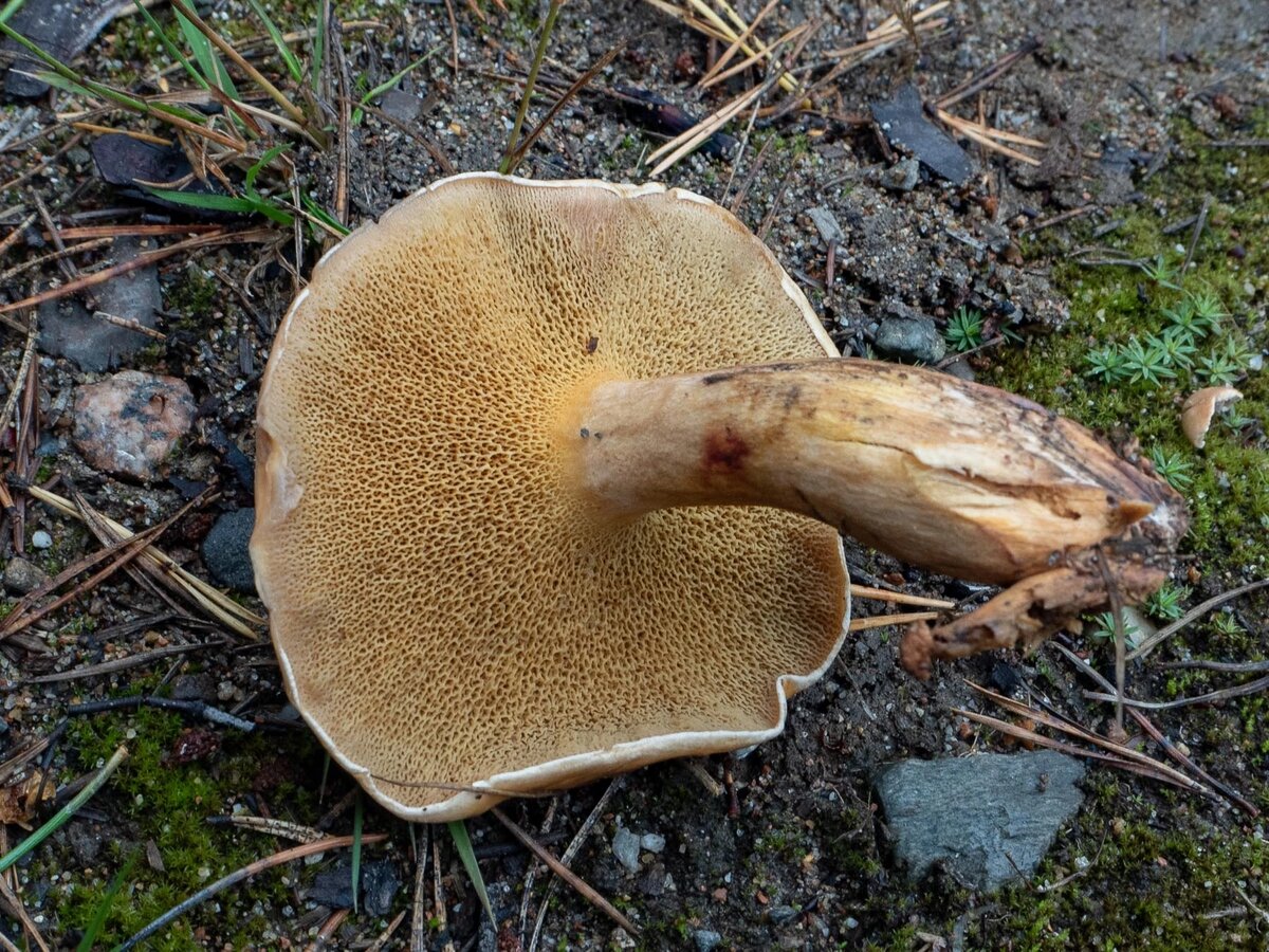 Козляк. Козляк (Suillus bovinus). Масленок Козляк. Моховик и Козляк. Козляк гриб срез.