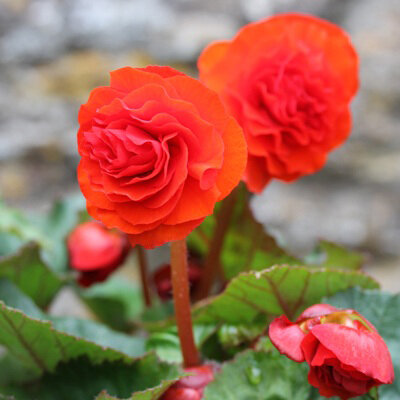 Бегония Нон-стоп ред - многолетний сорт, выращивается, как комнатное и садовое растение. Куст пышный, высотой до 30 см. Период цветения обильный и продолжительный с июля по октябрь. Цветок махровый, крупного размера, красного цвета, с волнистым краем.