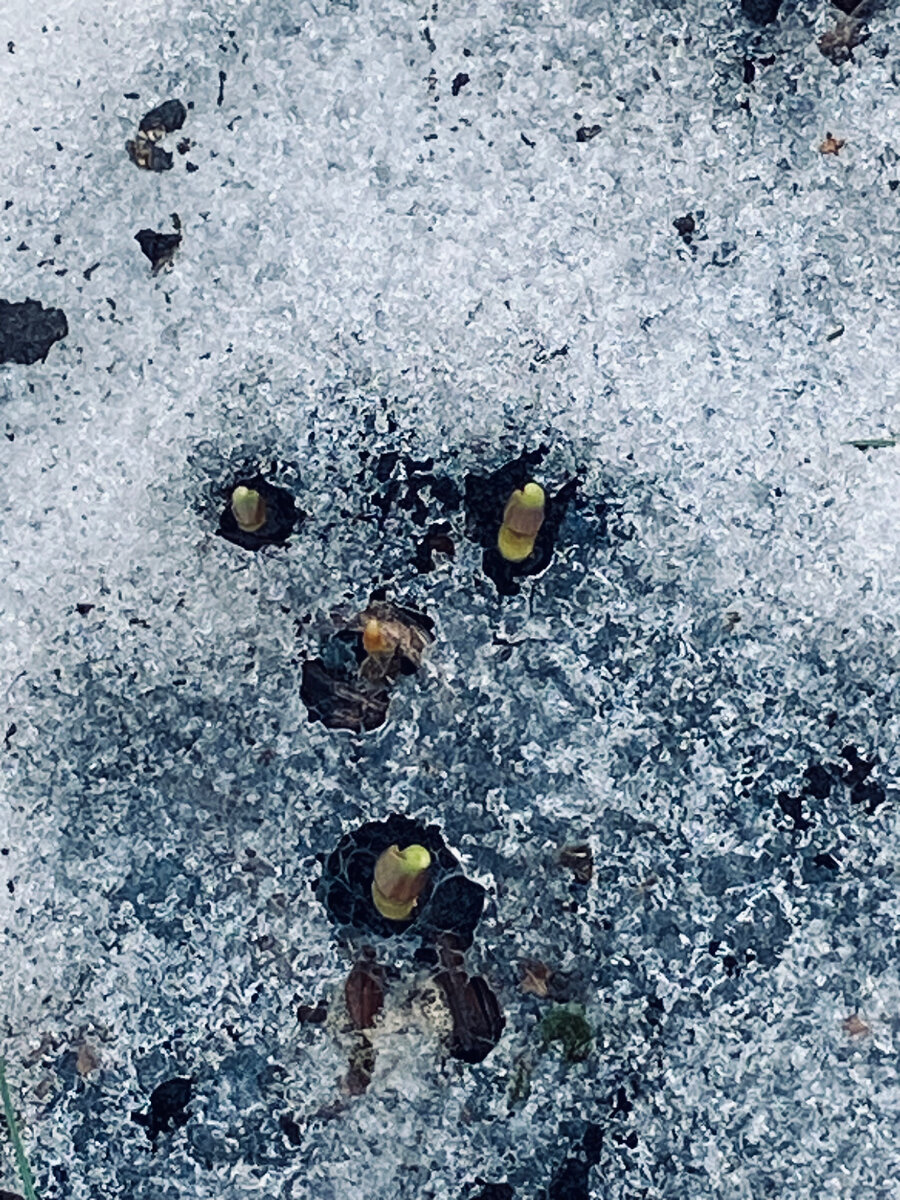 А сегодня 24 марта около фонаря уже лезут тюльпаны.