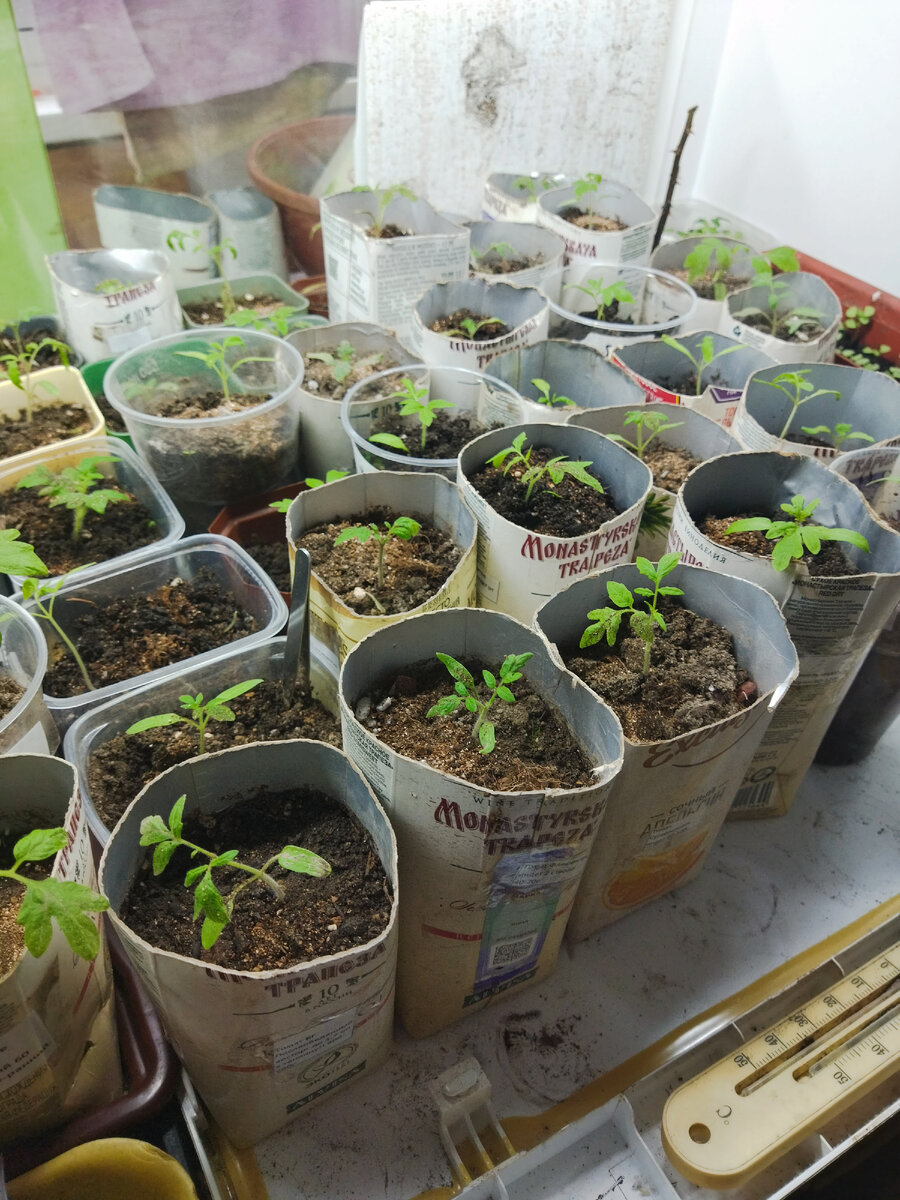 У меня. Пересажены один раз.