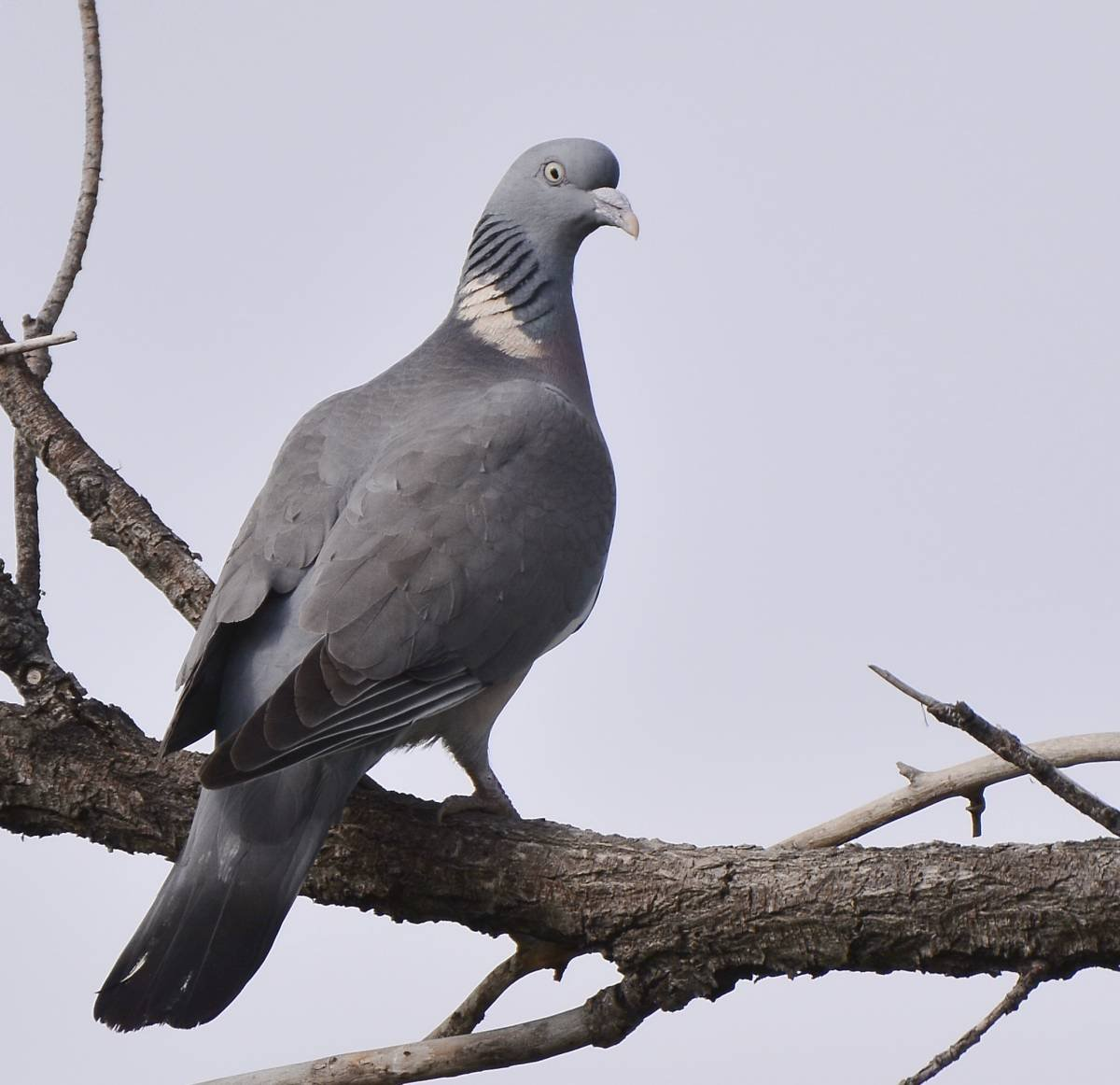 Птичка похожая на голубя. Вяхирь витютень. Вяхирь (Columba palumbus). Вяхирь Горлица голубь. Дикий голубь вяхирь.