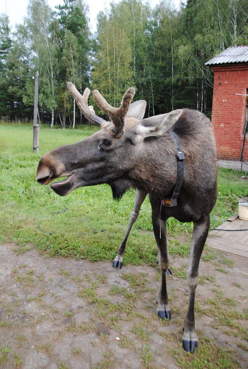 Дружелюбный подопечный биостанции :) Фото 2012 года.