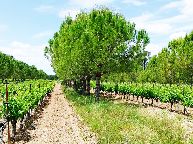 агролесоводство