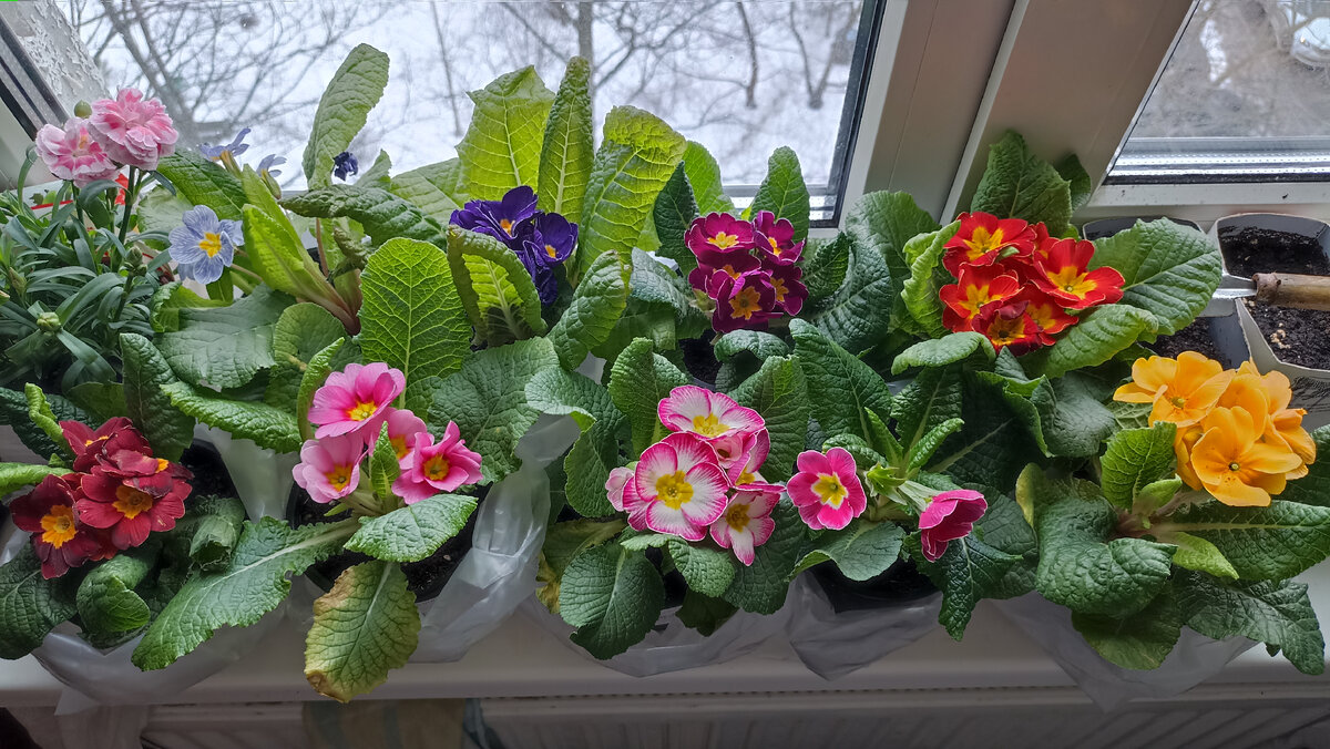 Примулы на подоконнике