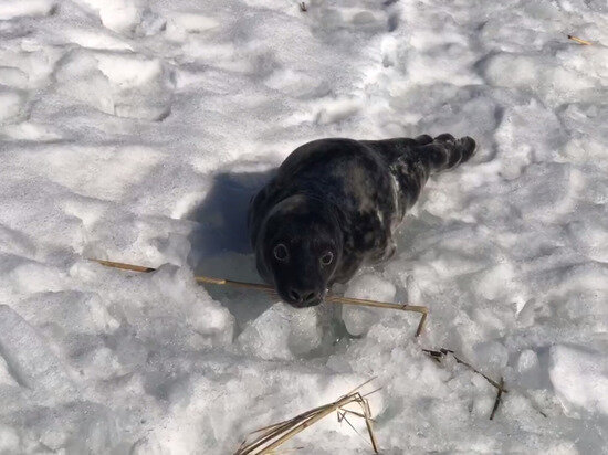     Кадр из видео Telegram-канала Водоканала Санкт-Петербурга
