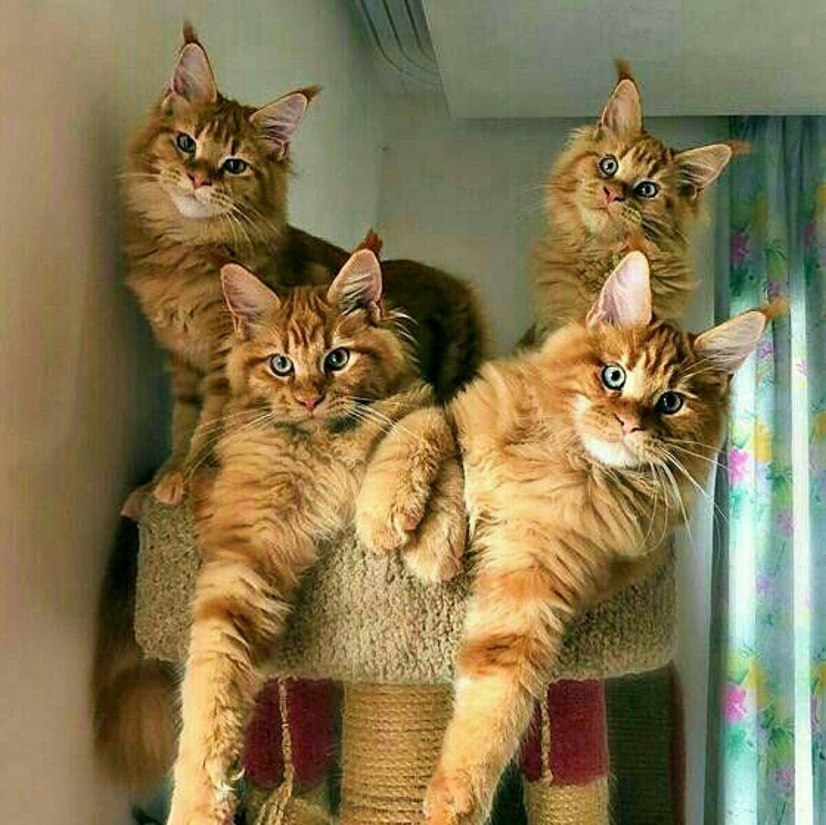 Four cat