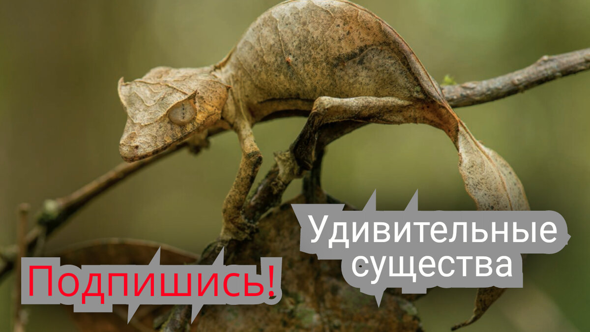 Удивительные существа! Подпишись!