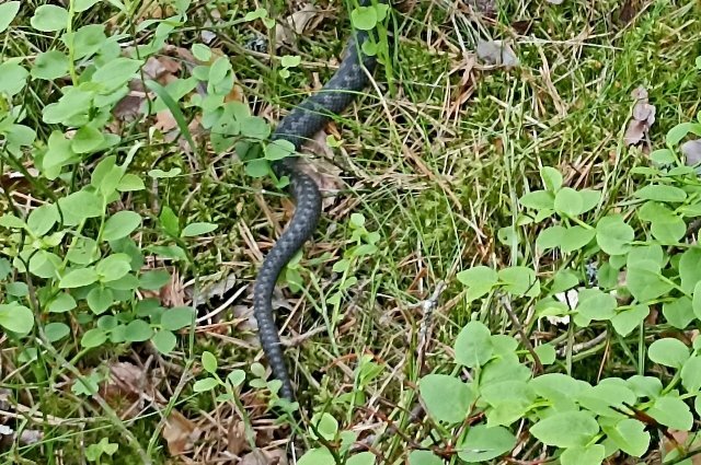    Что делать при встрече с гадюкой под Петербургом или в Ленобласти?