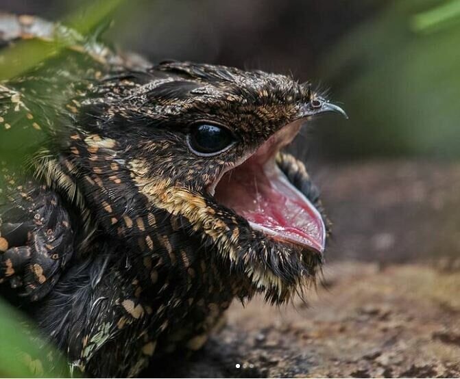 Сатанинский козодой. Фото из интернета.