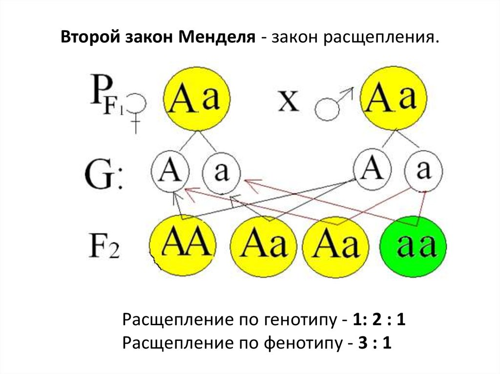 3 1 биология. Второй закон Грегора Менделя. Второй закон Менделя закон расщепления схема. 2 Закон Менделя схема. 2 Закон Менделя расщепление.