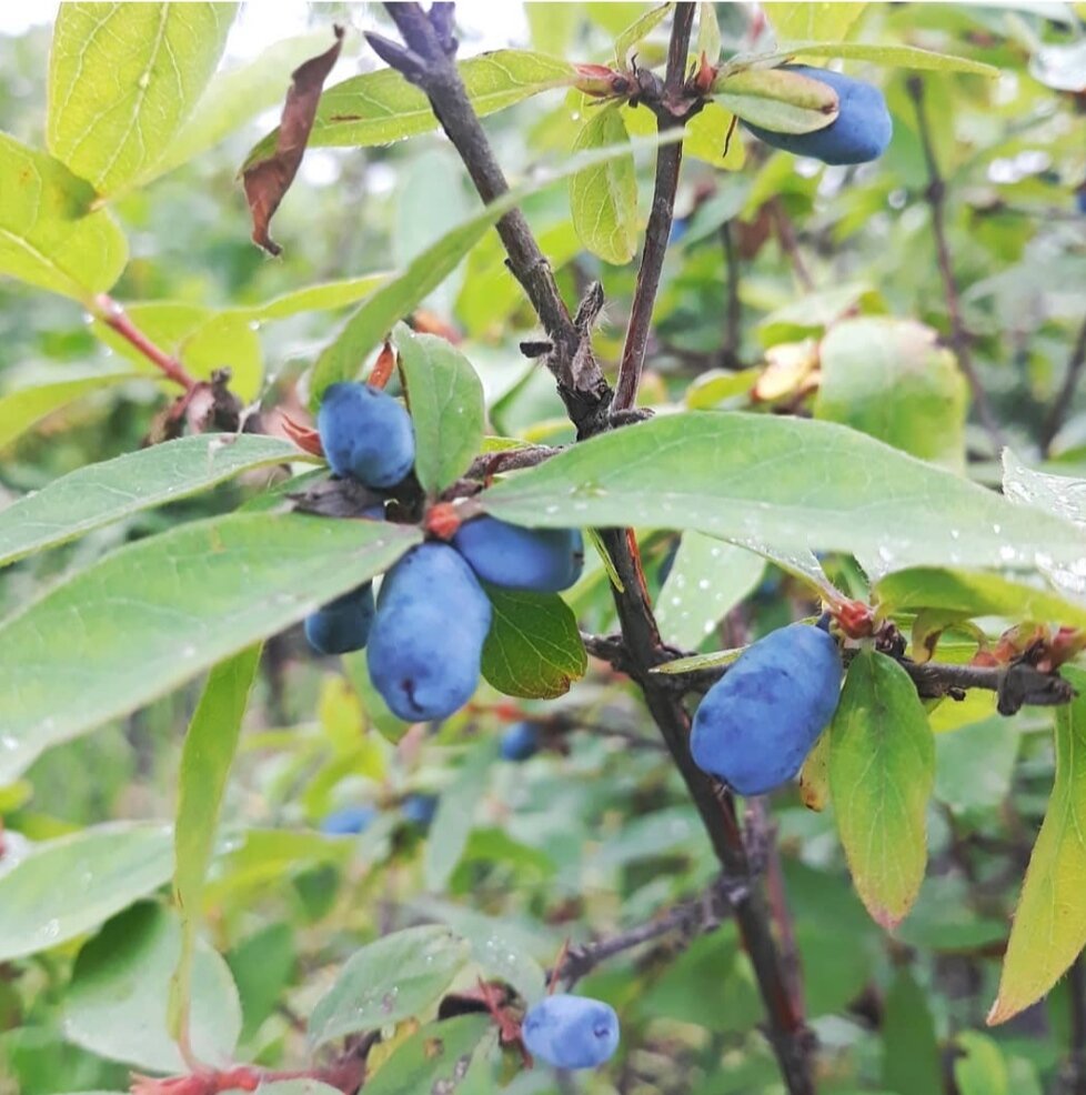 Жимолость. Ягоды с нашего участка 