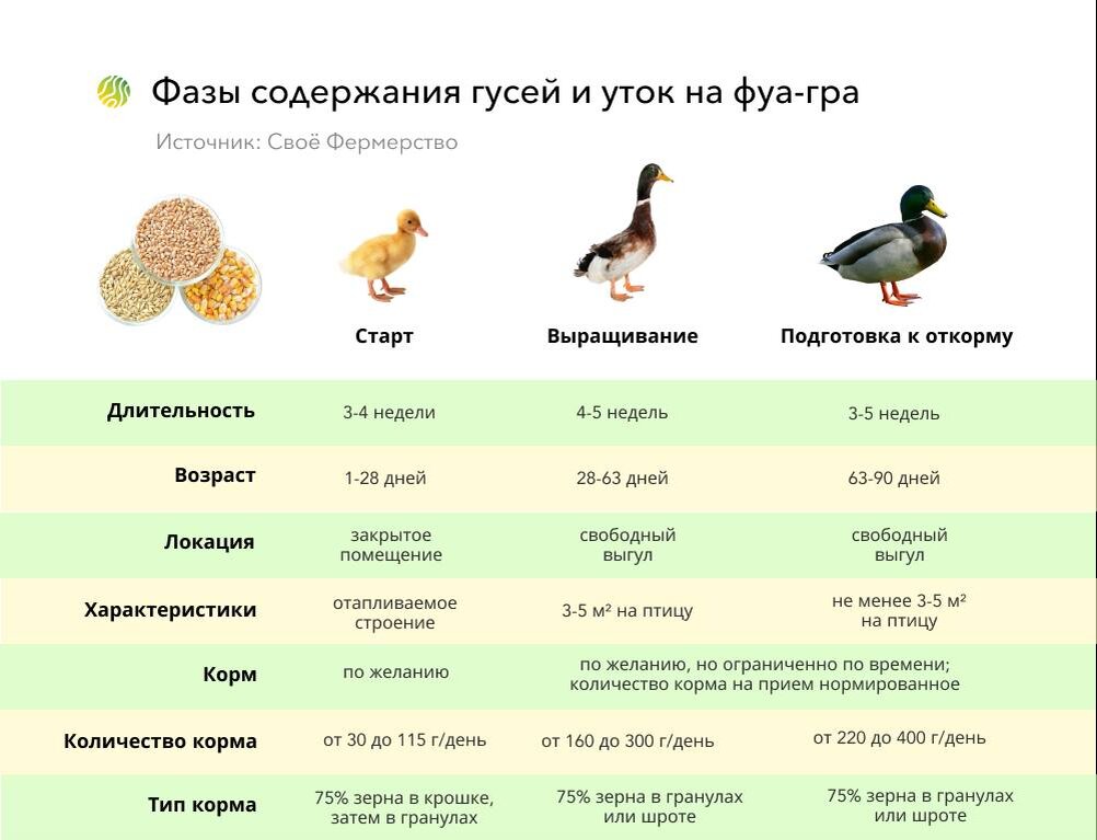 Фуа-гра – это традиционное французское блюдо, представляет оно собой крупную печень перепончатоногой птицы (гуся или утки) после специального откорма.-6