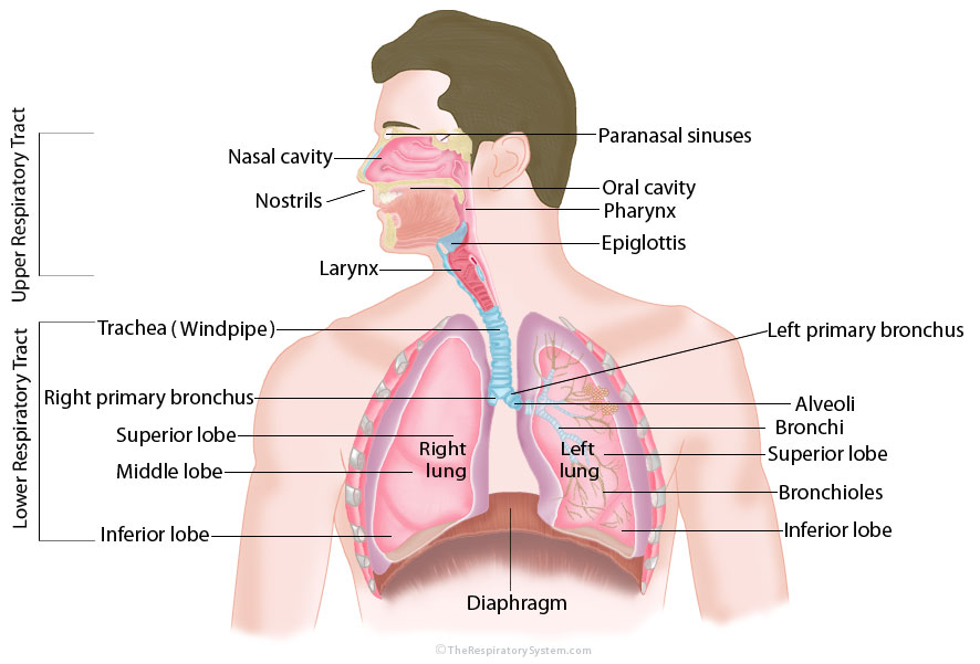 Breath voice. Дыхательная система человека. Органы дыхательной системы. Строение дыхательной системы человека. Схема дыхательной системы.