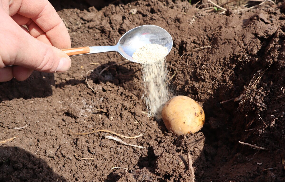 Что положить в лунку при посадке картофеля. Удобрения для посадки картофеля в лунку.