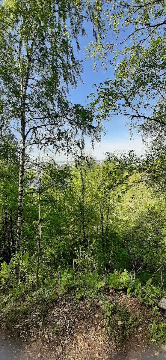 лес посреди городской суеты