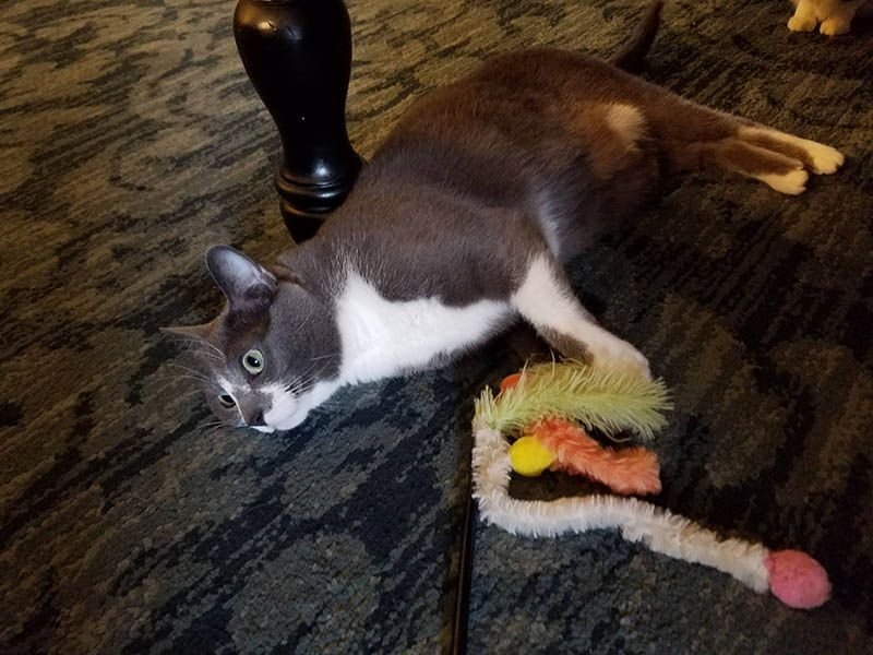 Понимающий кот. Кот впал в депрессию. Черный кот слушает мем. Капризный кот. Котик осознанный.