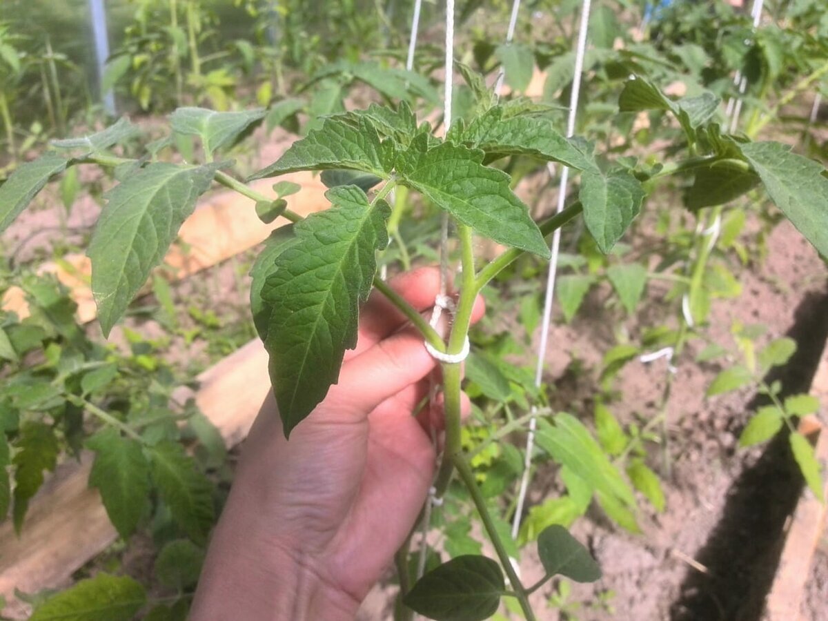 Источник:https://pro-dachnikov.com