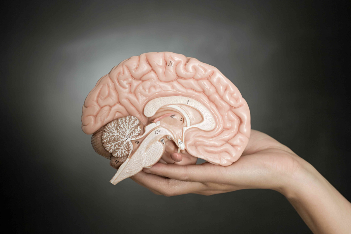 Восстановление деятельности головного мозга. Красивый мозг.