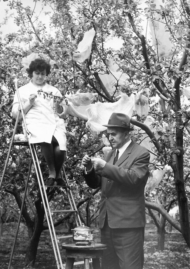 С.И. Исаев - выдающийся ученый и селекционер | Ботанический cад МГУ | Дзен