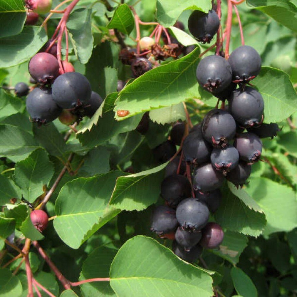 фото с Яндекс.Картинки