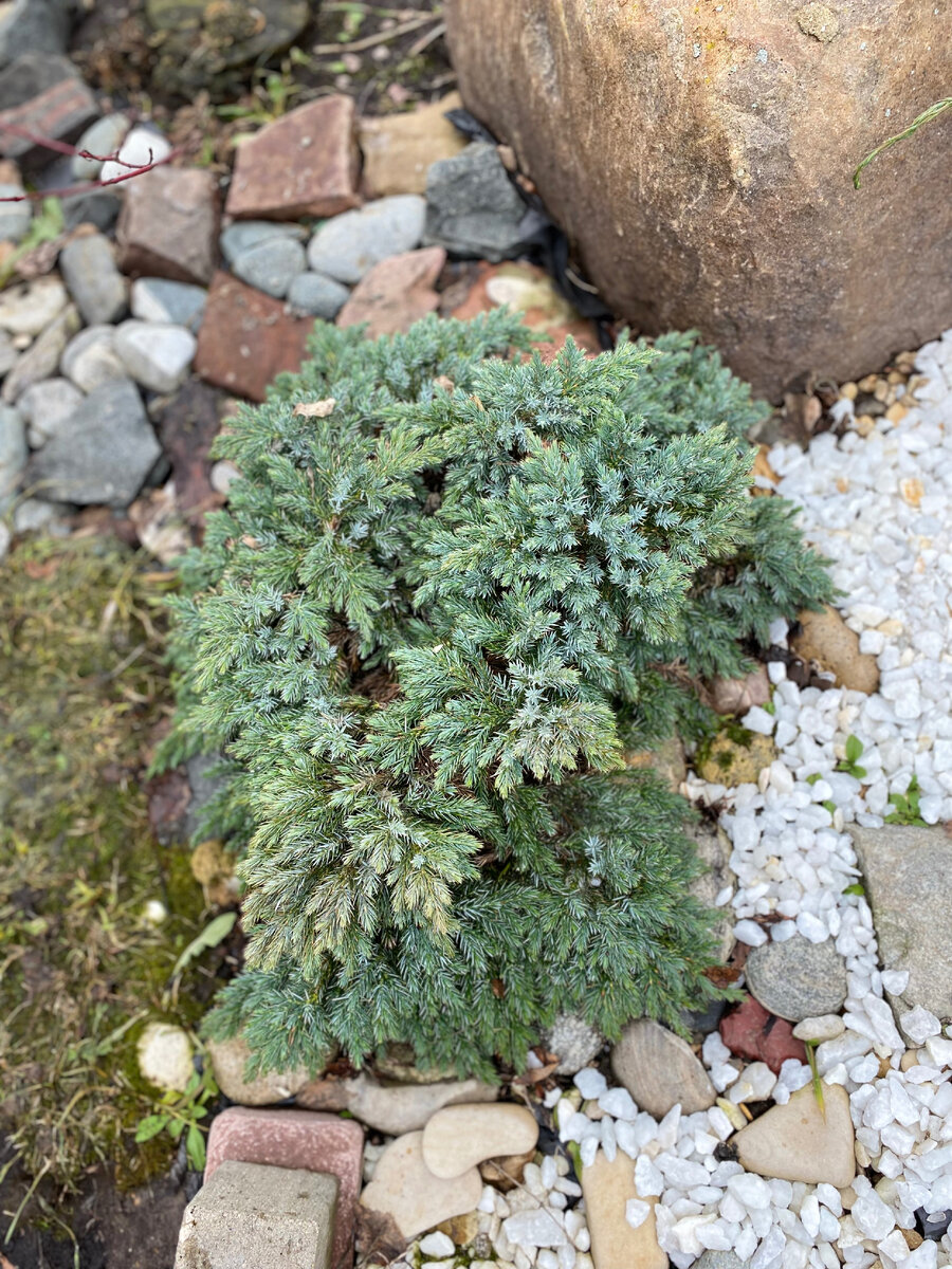Таким был Блю Стар в конце этого марта. Везде фото автора.