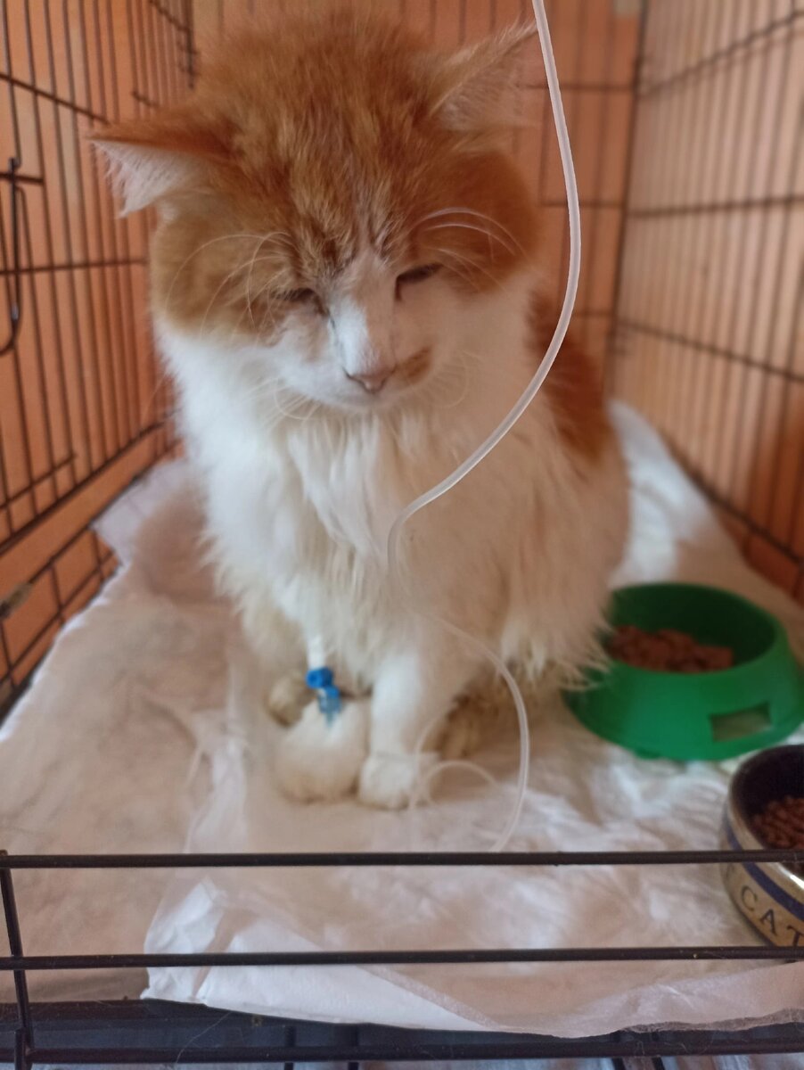 Бродвей-кот инвалид.