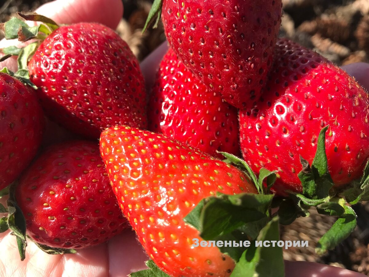 Деревенская клубника. Подкормка клубники гуматом.