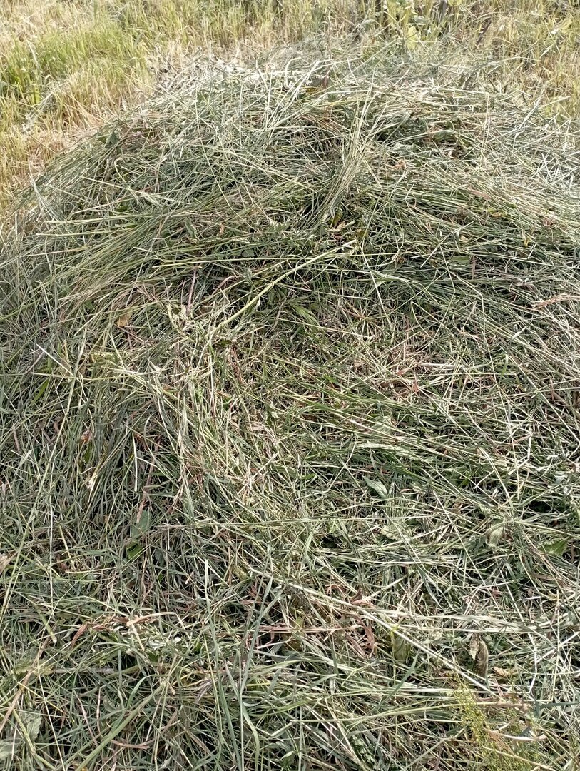 Сено. Разнотравье.