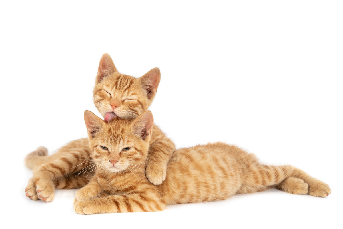 <a href="https://ru.freepik.com/free-photo/closeup-shot-of-one-ginger-cat-hugging-and-licking-the-other-isolated-on-a-white-wall_13535714.htm#query=%D0%BA%D0%BE%D1%88%D0%BA%D0%B8%20%D0%BA%D0%BE%D1%82%D1%8F%D1%82%D0%B0%20%D0%BA%D0%BE%D1%82%D1%8B%20%D0%BF%D0%BE%D0%B4%D0%BC%D0%B8%D0%B3%D0%B8%D0%B2%D0%B0%D1%8E%D1%82&position=11&from_view=search&track=ais">Изображение от wirestock</a> на Freepik