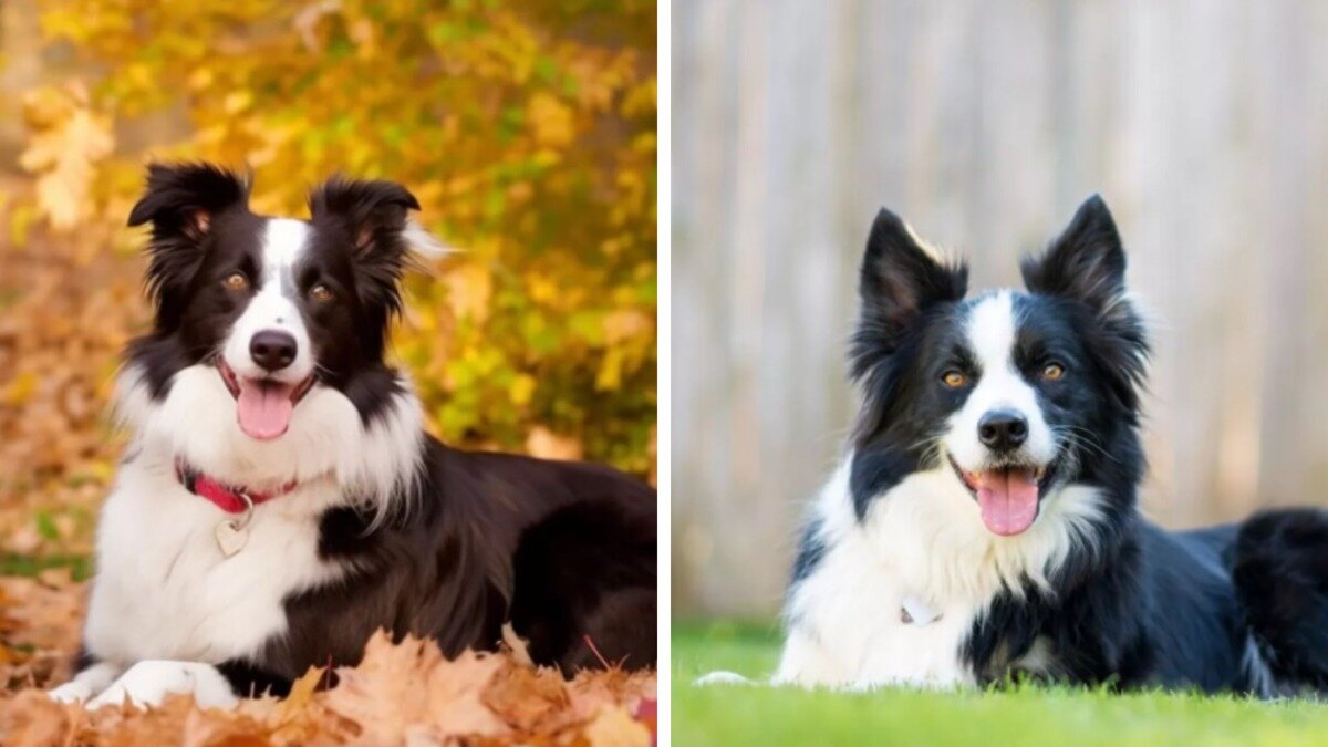 Угадают только самые дотошные. Какую из картинок создал искусственный интеллект? — Фото