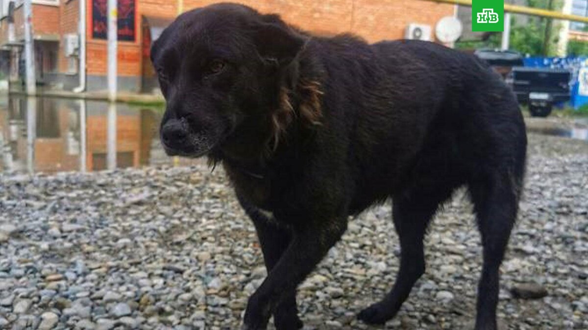    Фото: Краснодар | Телетайп / telegram