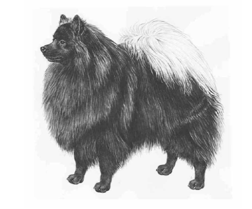 Гросс шпиц. Иллюстрация из официального стандарта породы