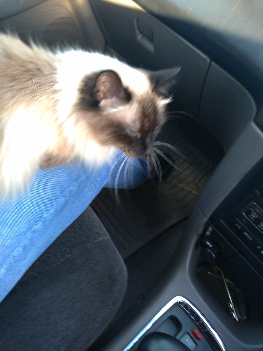 Даже умудряется уснуть по дороге.