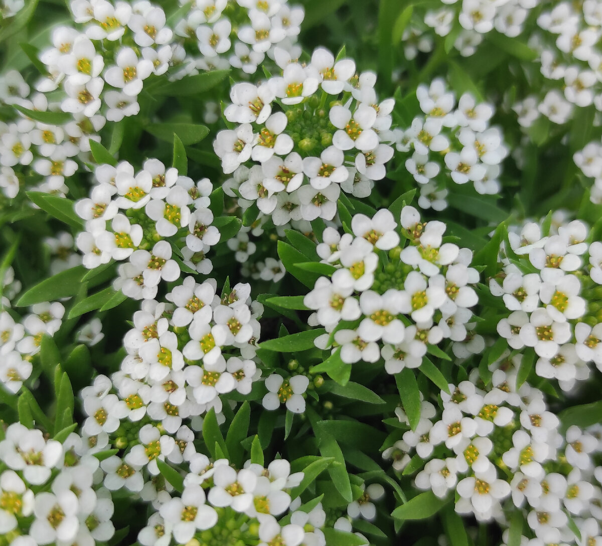 Мамины цветочки