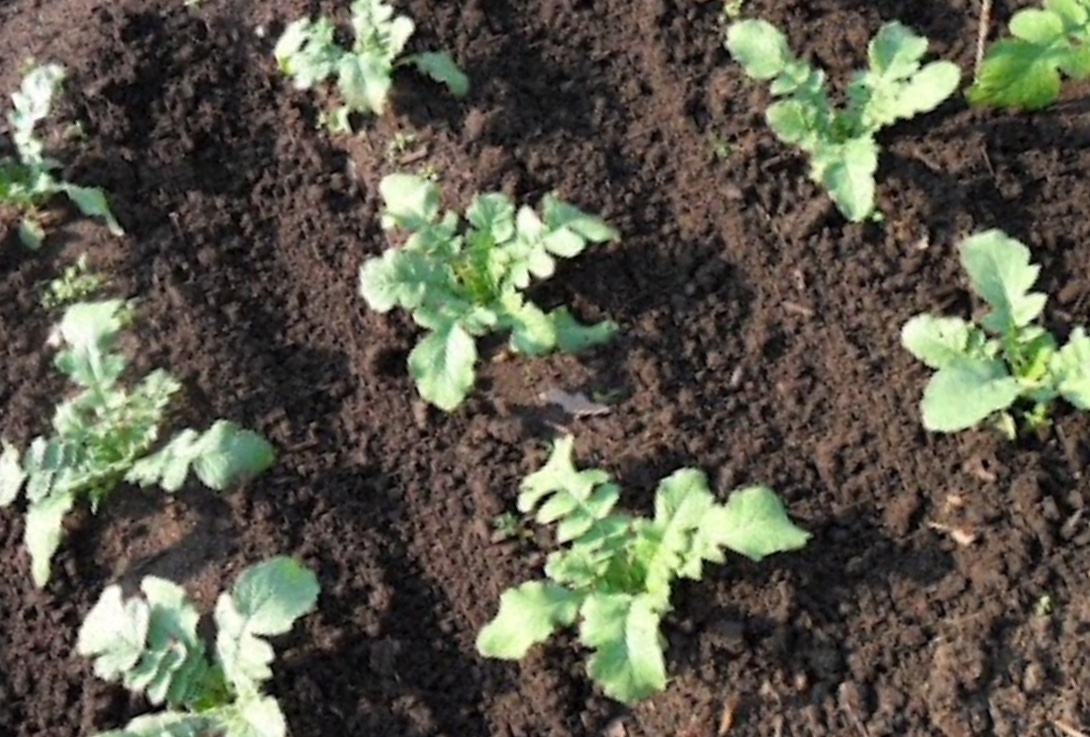 Высеиваем редьку в плодородную землю