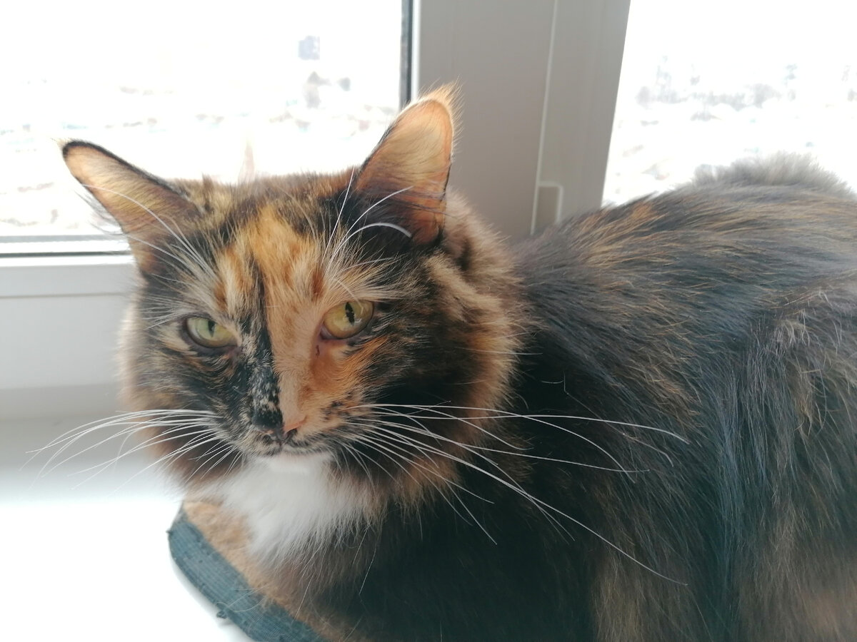 В руки себя быстро взяла, да? Держим лицо и не теряем достоинства. Война - это страшно, но по-другому никак. За кота не волнуйся, прибьётся к нашим, будет "сын полка". Видишь, он довольный: накормили, погладили. Не пропадёт.