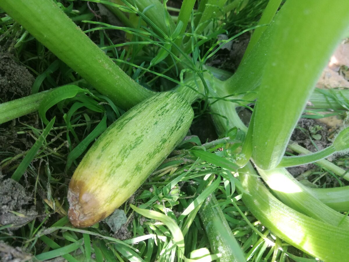 Вершинная гниль - недостаток калия