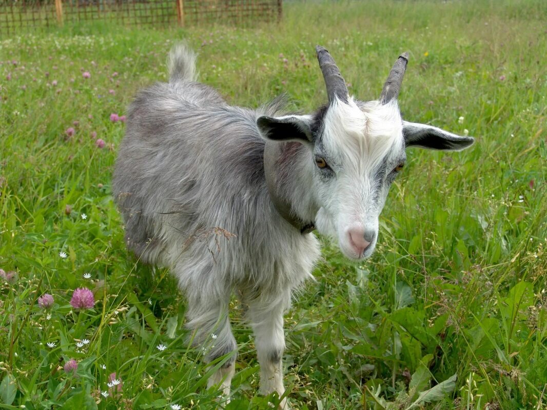 Фото с сайта Яндекс картинки. 