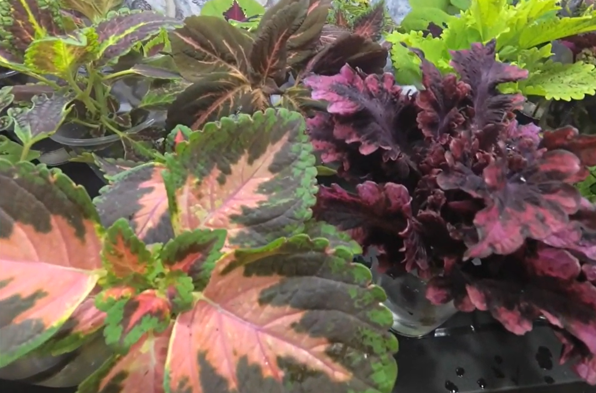 Ярче цветов