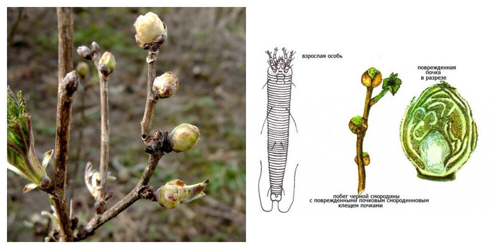 Почковый клещ на смородине чем обработать. Смородиновый почковый клещ. Почковый клещ смородины. Почковый клещ на смородине. Смородиновый почковый клещ меры борьбы весной.