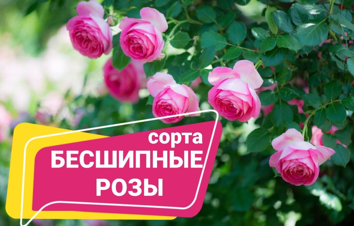 Малошипные и бесшипные Сорта Роз 🌹 Без шипов | Питомник Росток 🌱 | Дзен